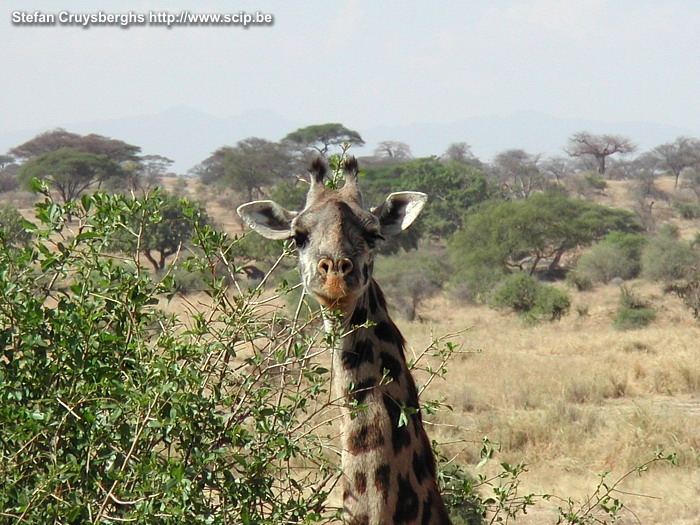 Tarangire - Giraf  Stefan Cruysberghs